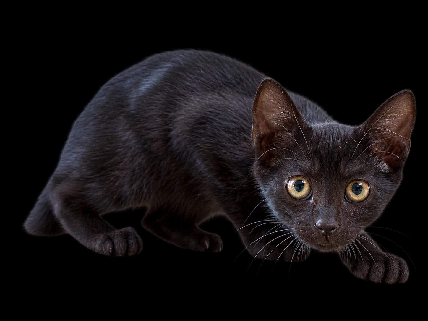 GoliArc’s black cat, crouched and watching